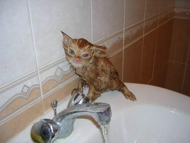 Funny Wet Cats