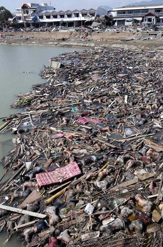 bodies pile up after a vicous tsunami hits the shore