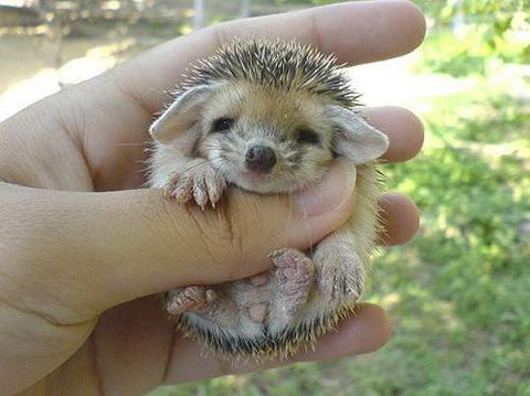 THE BABY PORCUPINE LESSON