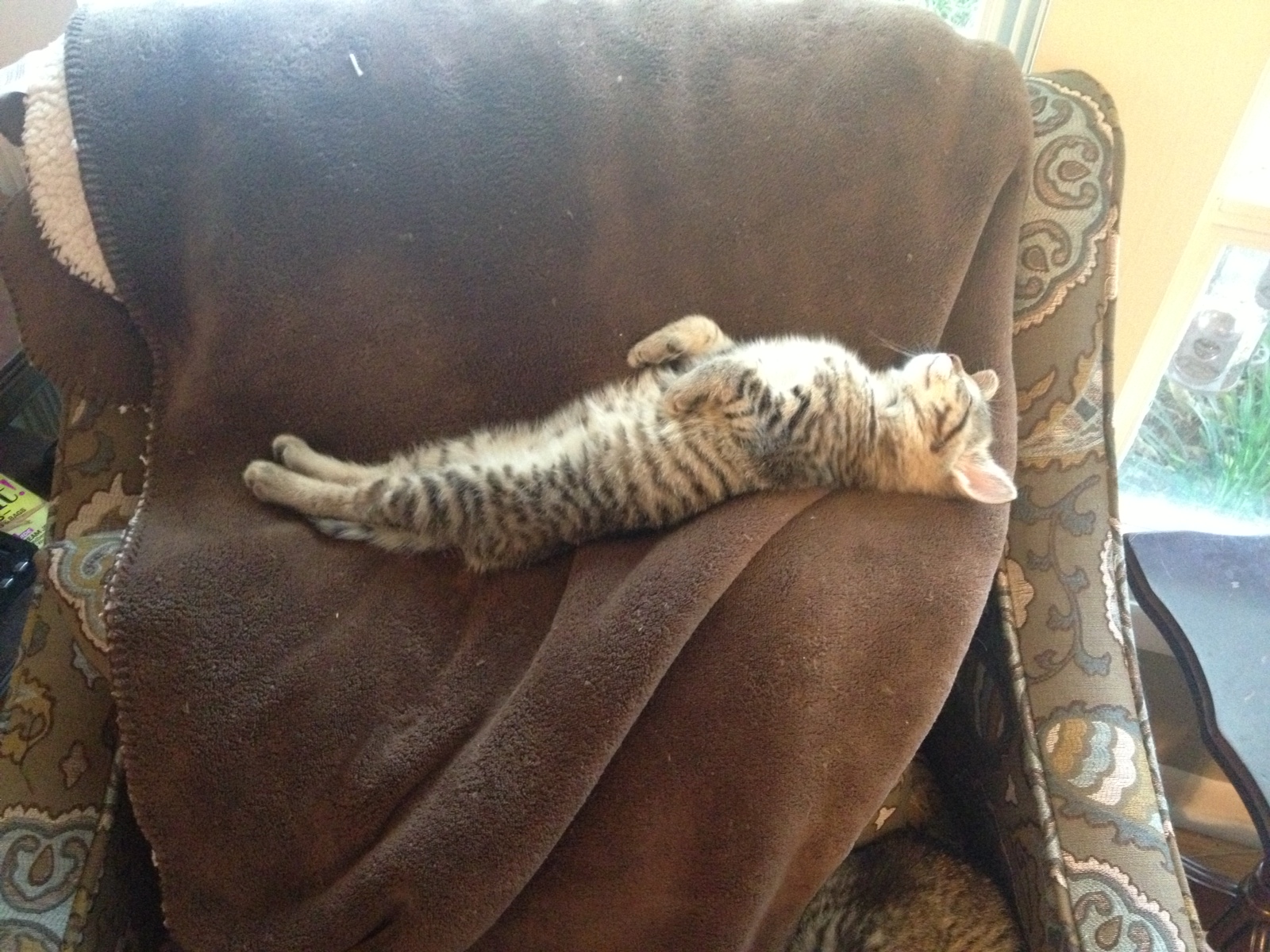 Kitty Planking