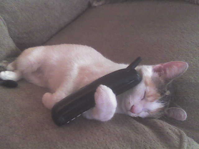 My cat on the phone