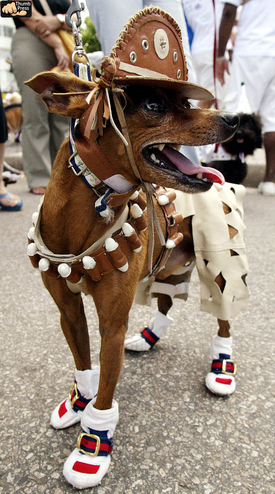 Cute Dog Torture