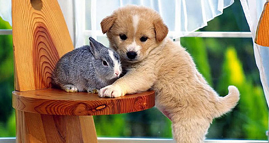 Cute Cuddly Baby Animals