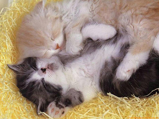 Cute Cuddly Baby Animals 2