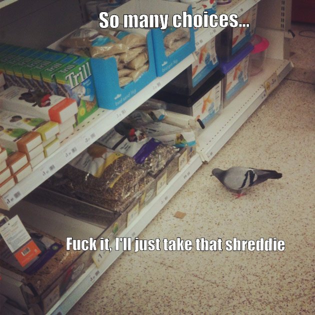 The pigeon has many choices, he decides with the latter/ Skeptical Pigeon