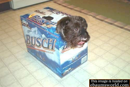 AAwww...don't drink the doggy