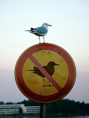 Bird Irony