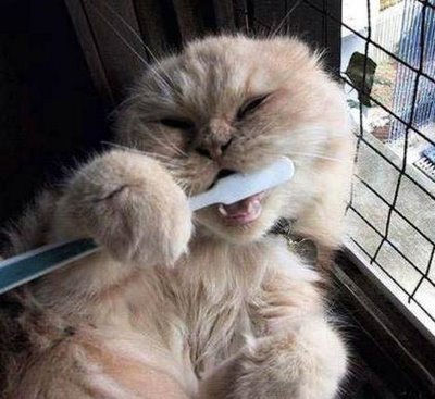 Brush your teeth cat