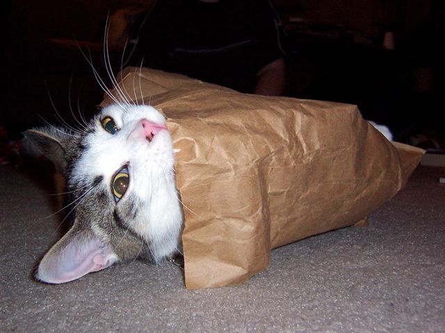 Paperbag Cat