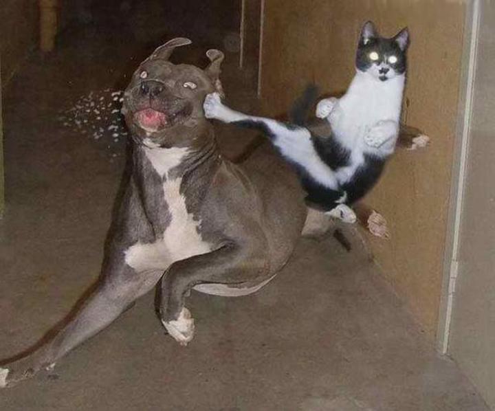 Karate CAT!!!!