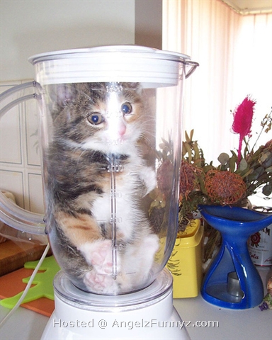 kitten meme - cat in blender - Hosted AngelzFunnyz.com