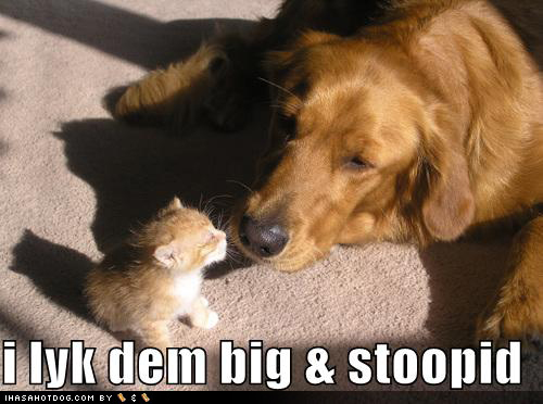 kitten meme - Cat - i lyk dem big & stoopid Ihasahotdog.Com By $ $