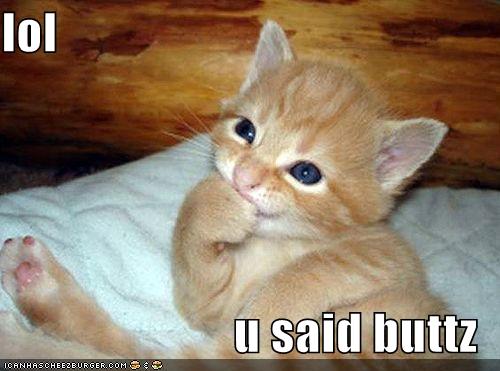 kitten meme - funny kittens - lol u said buttz Icanhascheezburger.Com $
