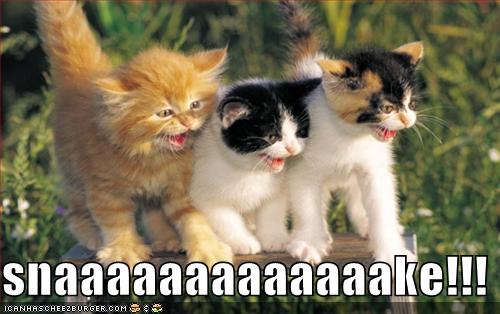 kitten meme - funny kittens - snaaaaaaaaaaaaake!!! Loanhascheepburger.Com S