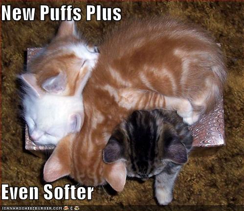 kitten meme - cute kittens funny - New Puffs Plus Even Softer Tcanhascheezburger.Com