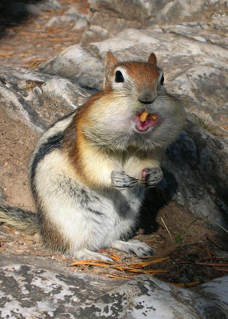 Caught With Nuts In Mouth