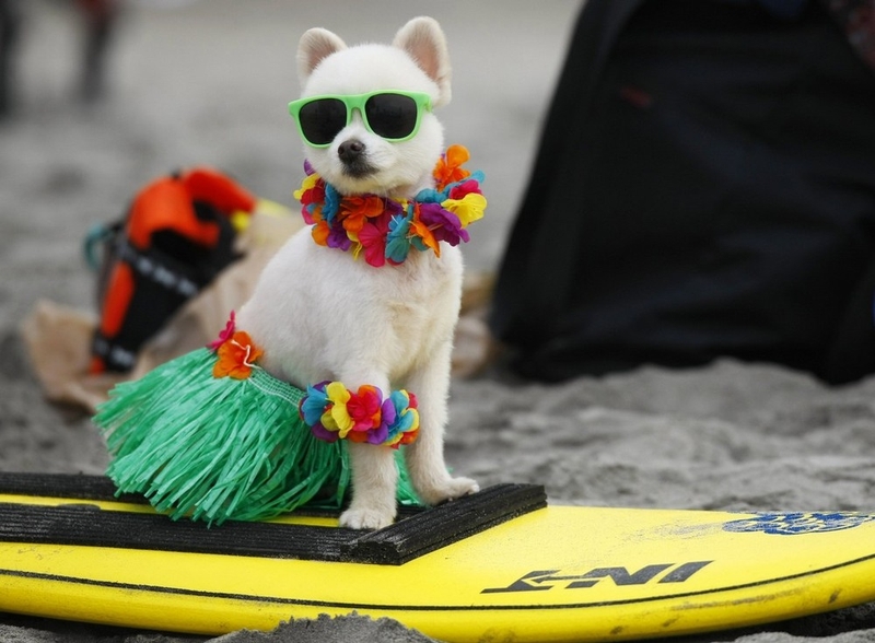 Beach Del Mar, California, went to the fourth swimming dogs surfers under the patronage of Helen Woodward Animal Center. 