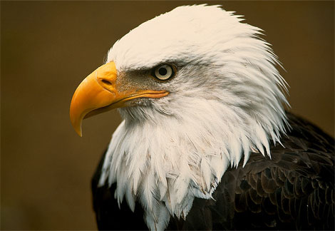 America's most powerful bird