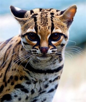 Margay - The Tiger Cat