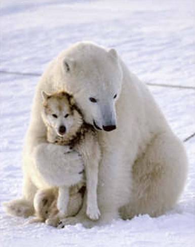 Animal hugs