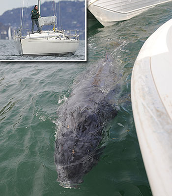 A LOST and confused whale calf has taken to nuzzling a yacht in the mistaken belief it is its mother.
