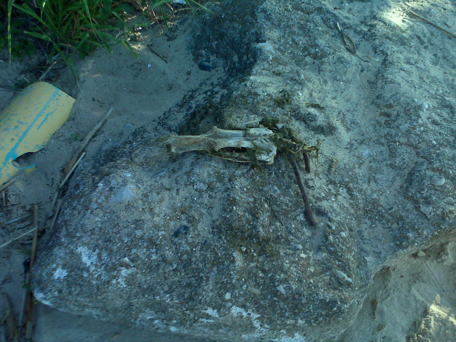 Weird skull found at beach