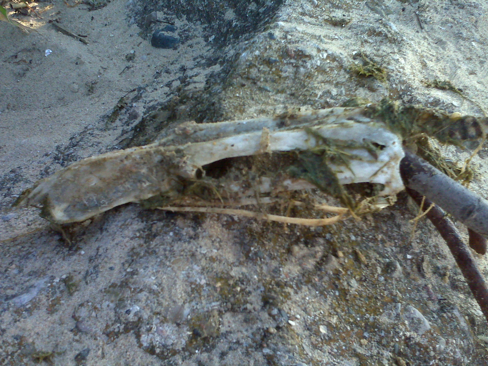 Weird skull found at beach