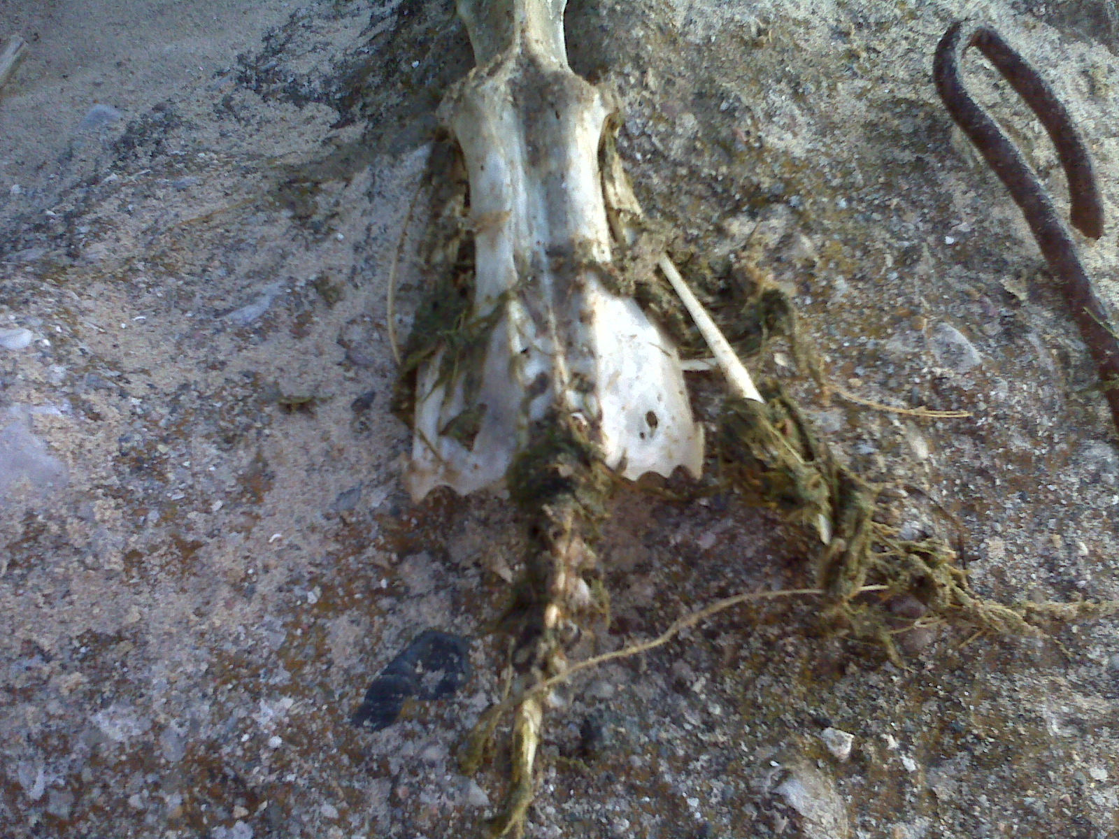 Weird skull found at beach