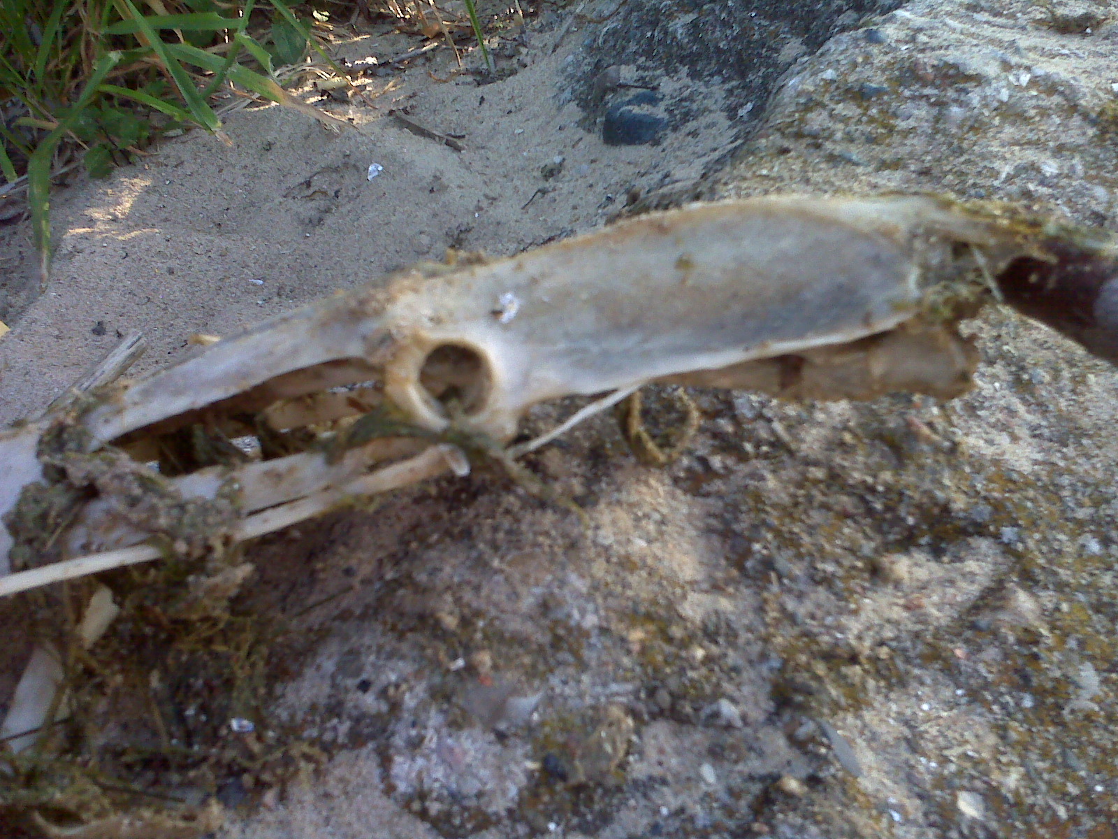 Weird skull found at beach