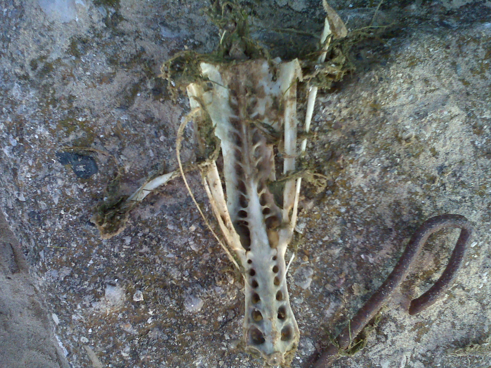 Weird skull found at beach