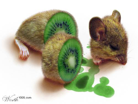 kiwi mouse - Wasil 1000.com