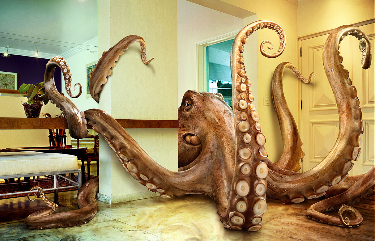 octopus look like
