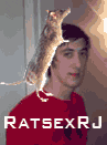 Rat sex RJ