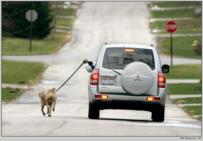 guy walking dog in car - DZY136771 Phil Masturz Ap