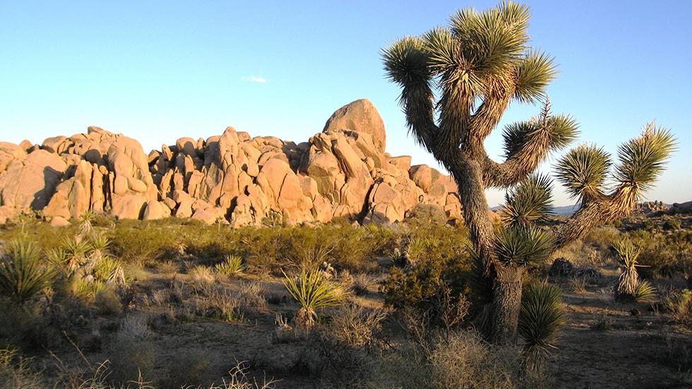 Wanna see the African Steppe? Just go to Joshua Tree National Park.