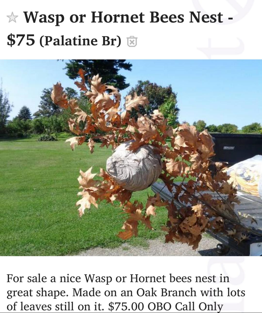 For wasp nest collectors...
