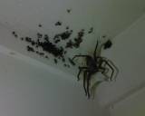Wow! Shes Big. Anyone kno what kind of spider that is let us kno.