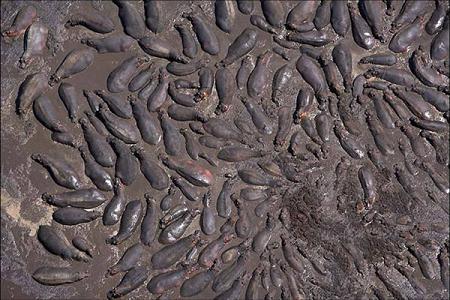 Aerial Shots of Africa