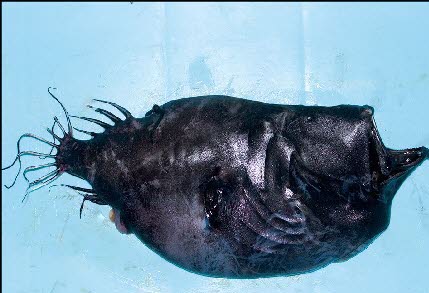 Weird Deep Sea Creatures