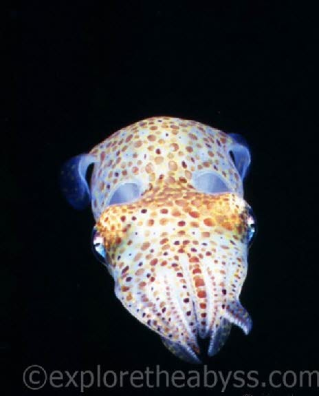 Weird Deep Sea Creatures