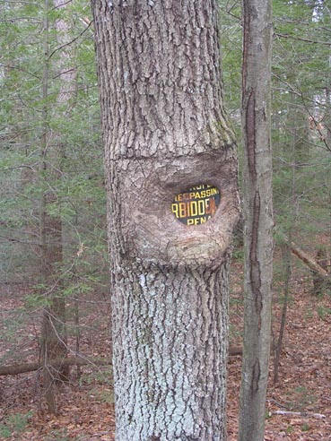 Owned by Trees