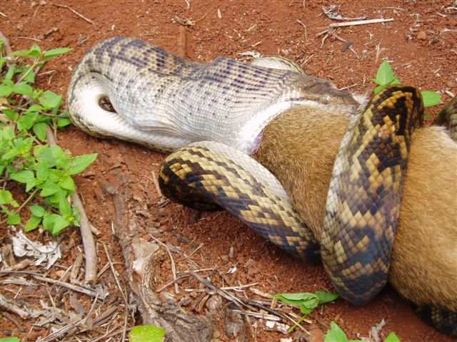 Snake Swallowing a Kanagroo