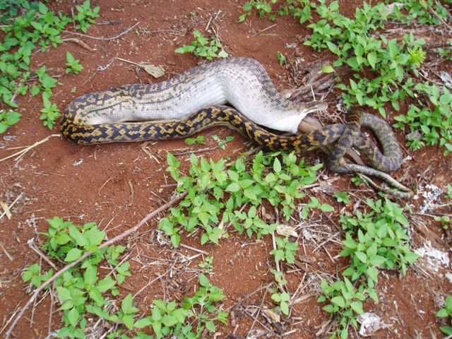 Snake Swallowing a Kanagroo