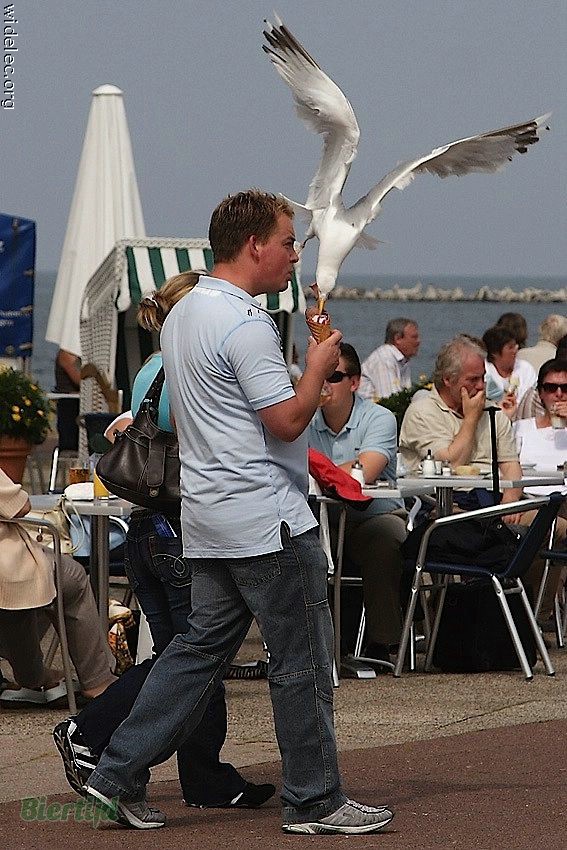 Seagull ice cream