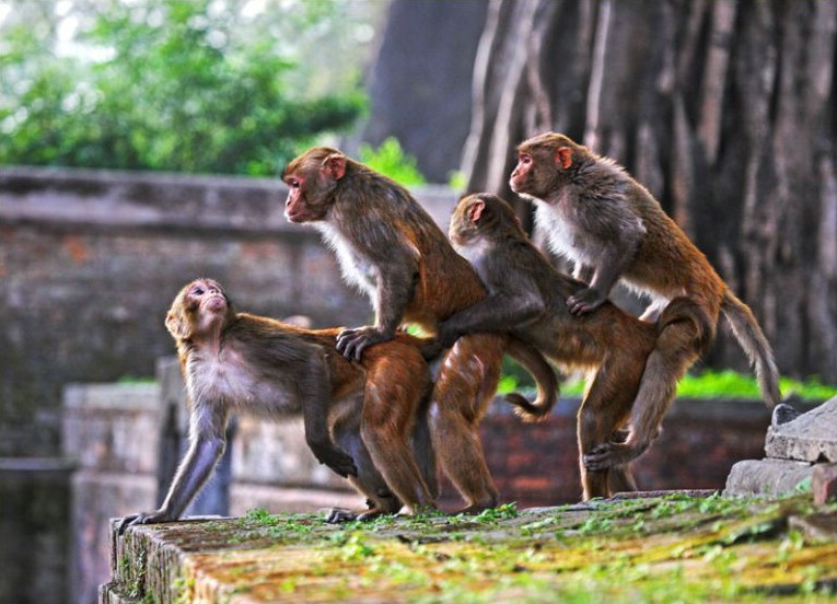 crazy primates