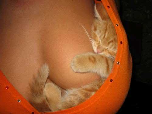 Pussy and Tits