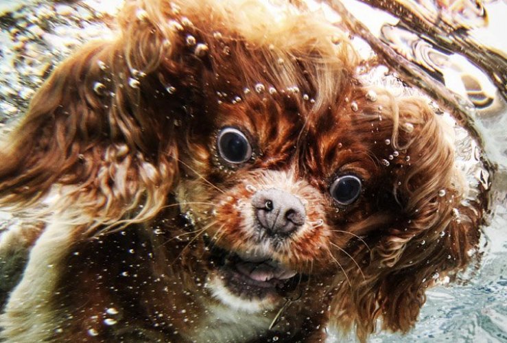 Dogs Under Water