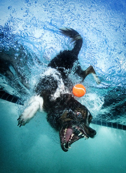 Dogs Under Water