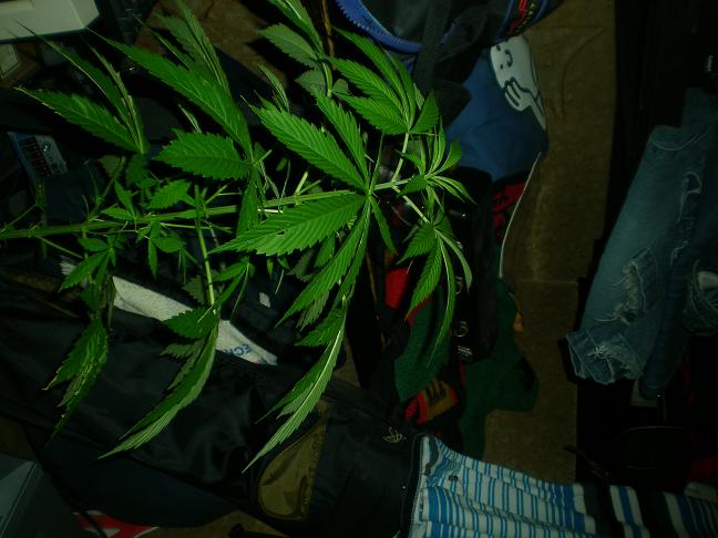Marijuana Plant 1