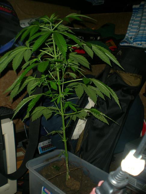 Marijuana Plant 1